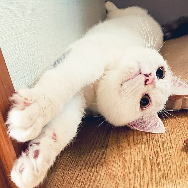 リビング/ねこのいる日常/ねこと暮らす/先に投稿して一気に訪問します♪/じっくり周らせて貰います♪♪...などのインテリア実例 - 2024-02-18 21:41:17