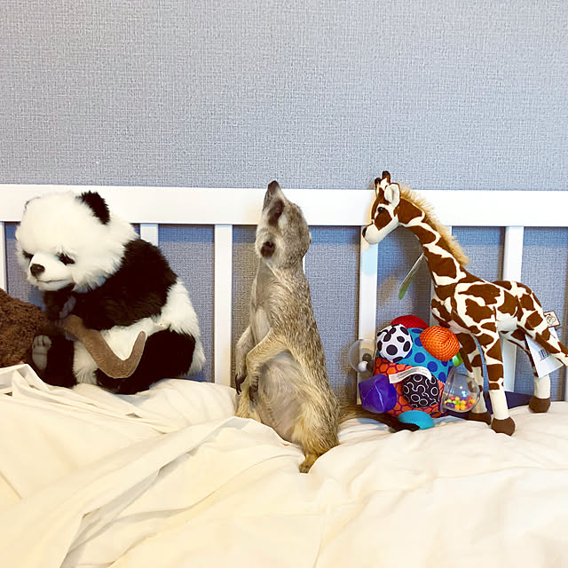 hotaruさんの実例写真