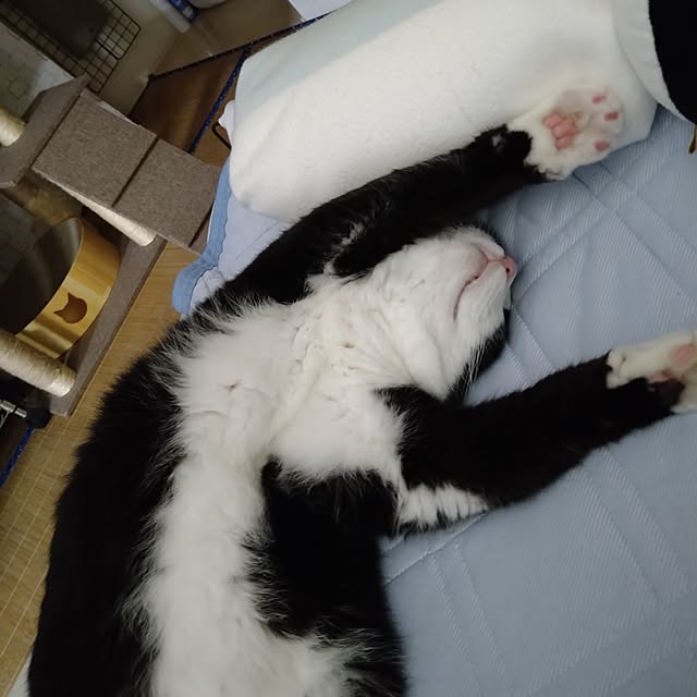 koromaroさんの部屋