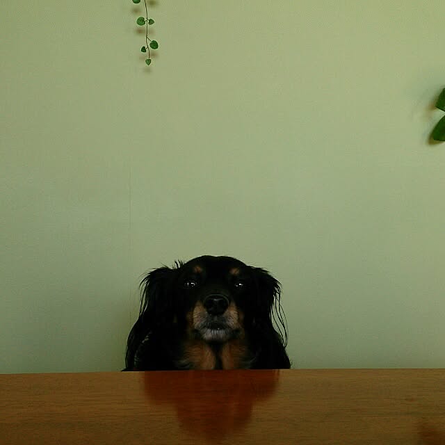 cloverさんの実例写真