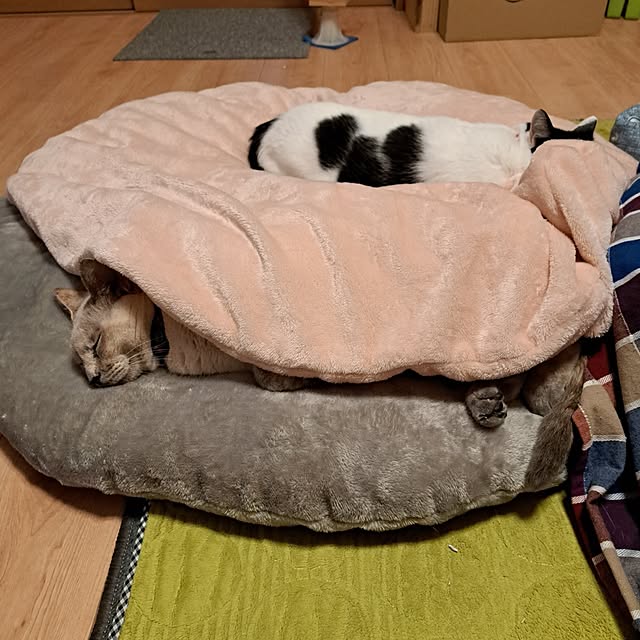 kiyohima229さんの実例写真