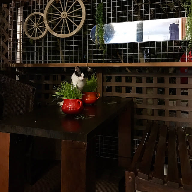 butachanさんの実例写真