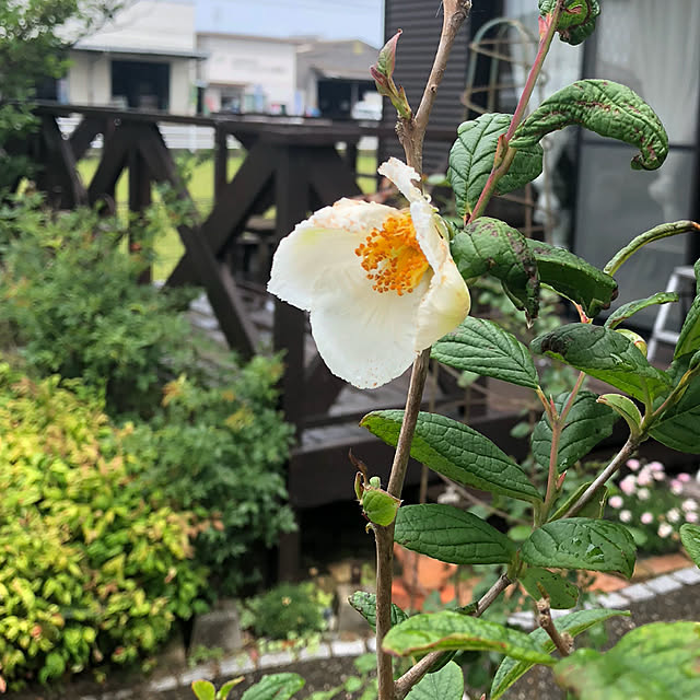 pino1227さんの実例写真