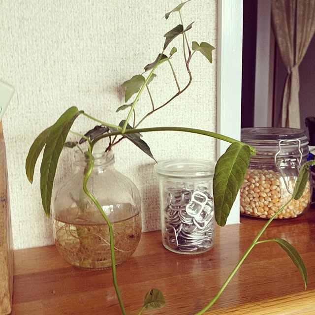 yuily_tさんの実例写真