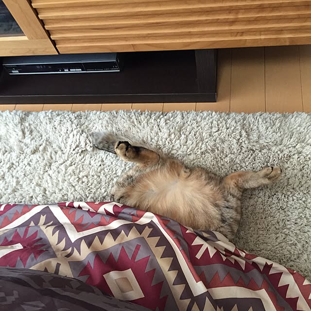 yuki0511さんの実例写真