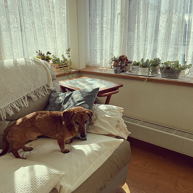 chokoさんの実例写真