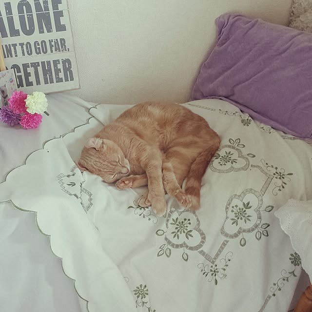 cottonさんの実例写真