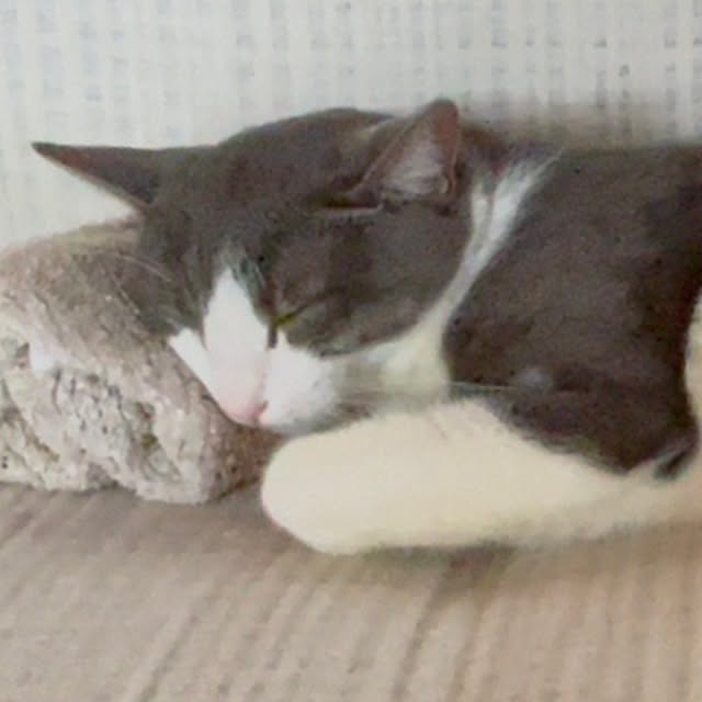 nekosamaさんの部屋