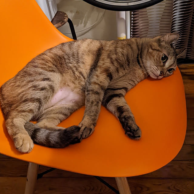 実例写真