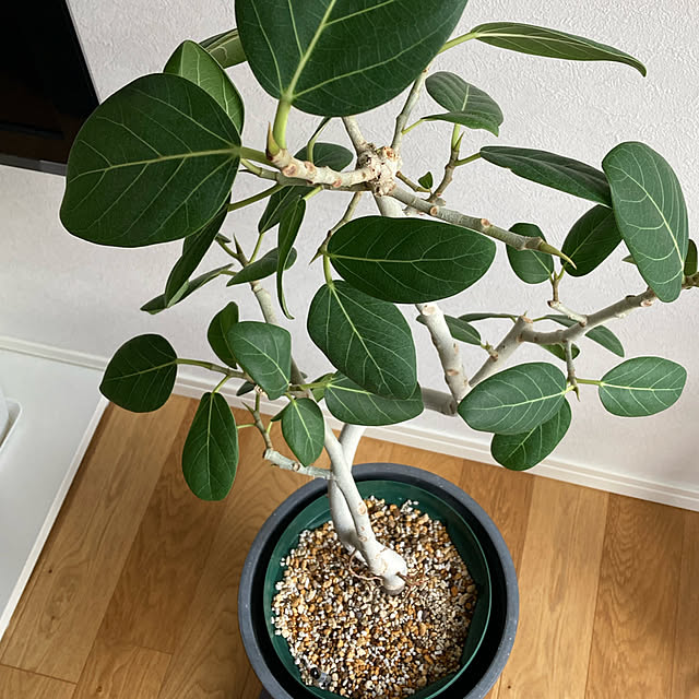 qinoさんの実例写真