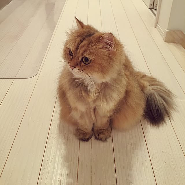 koumeさんの実例写真