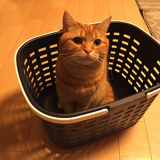 nekoさんの実例写真