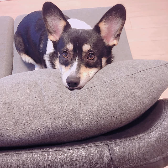 Ruiさんの実例写真