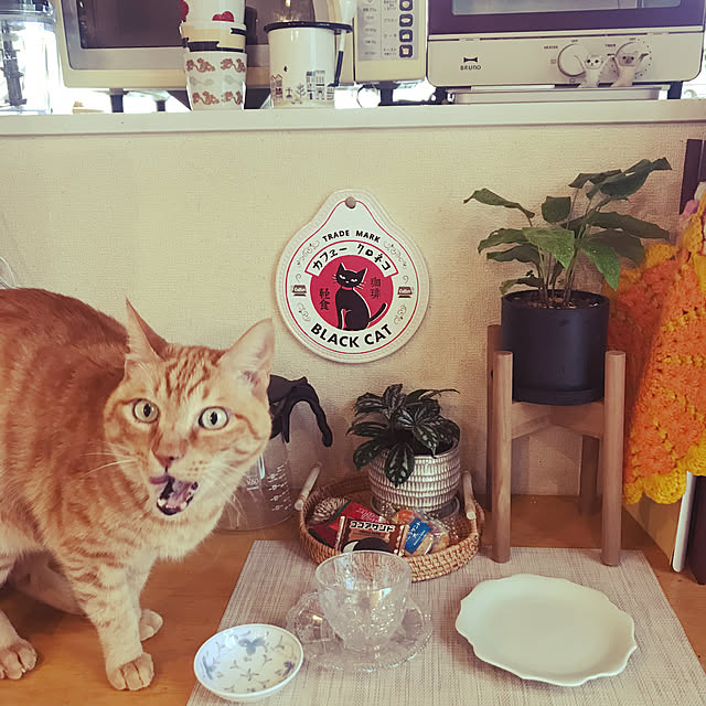 kou-kitiさんの実例写真