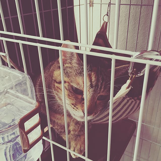 chi86さんの実例写真