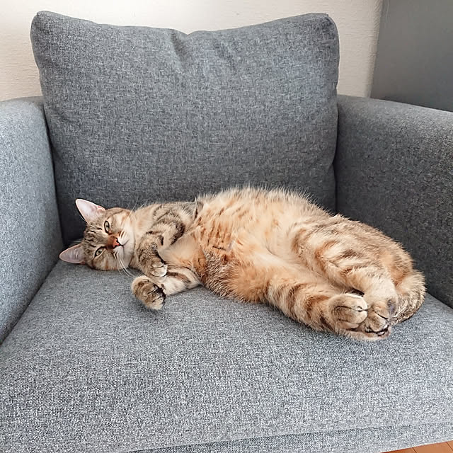 maikyさんの実例写真