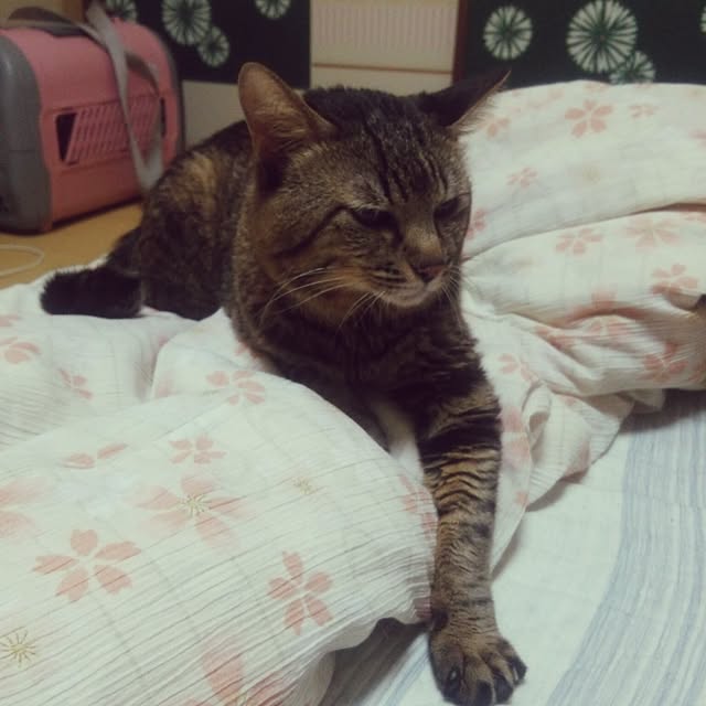 kittenblueさんの実例写真