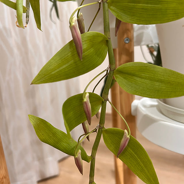 lucianoさんの部屋