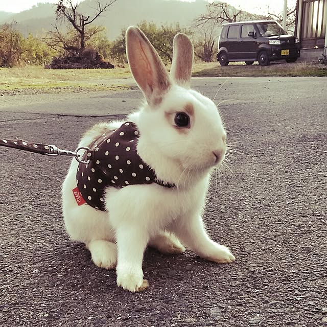 HitOMiさんの実例写真