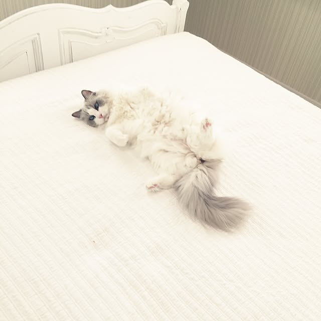 yuchiさんの実例写真