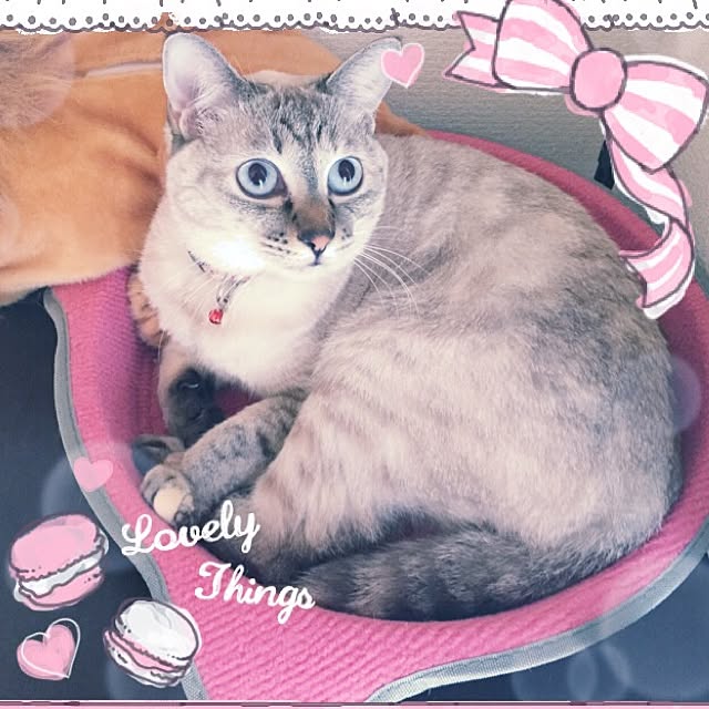 Hitomiさんの実例写真