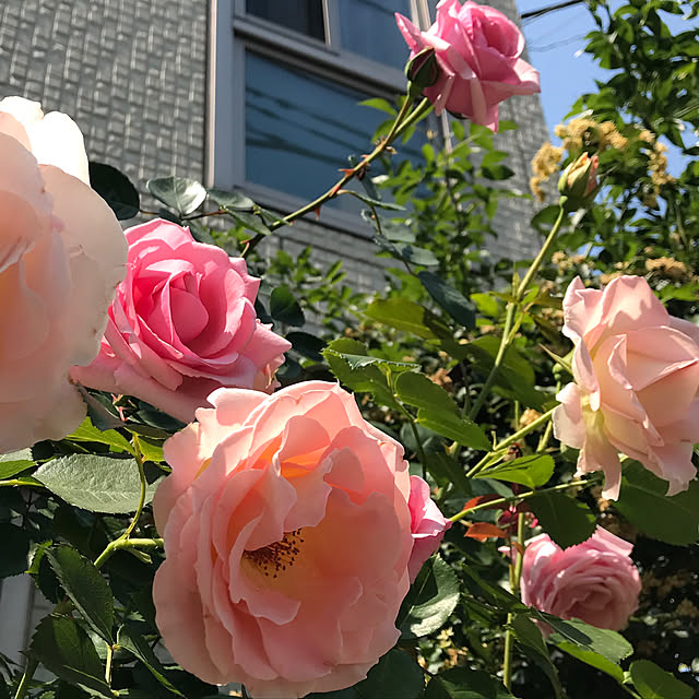 m.h.mammyさんの実例写真