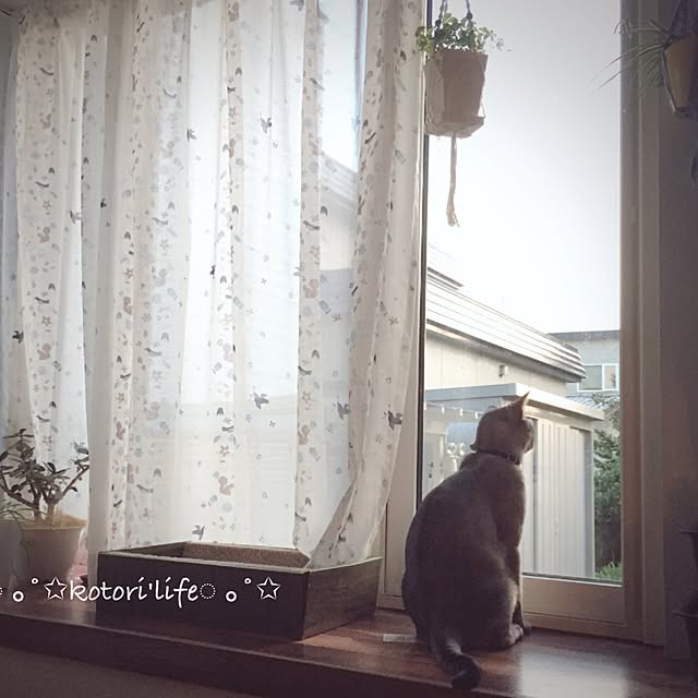 kotoriさんの実例写真