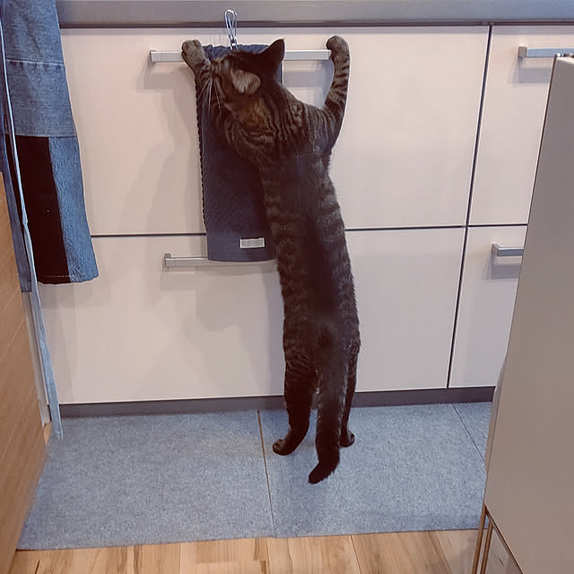 hihaさんの実例写真