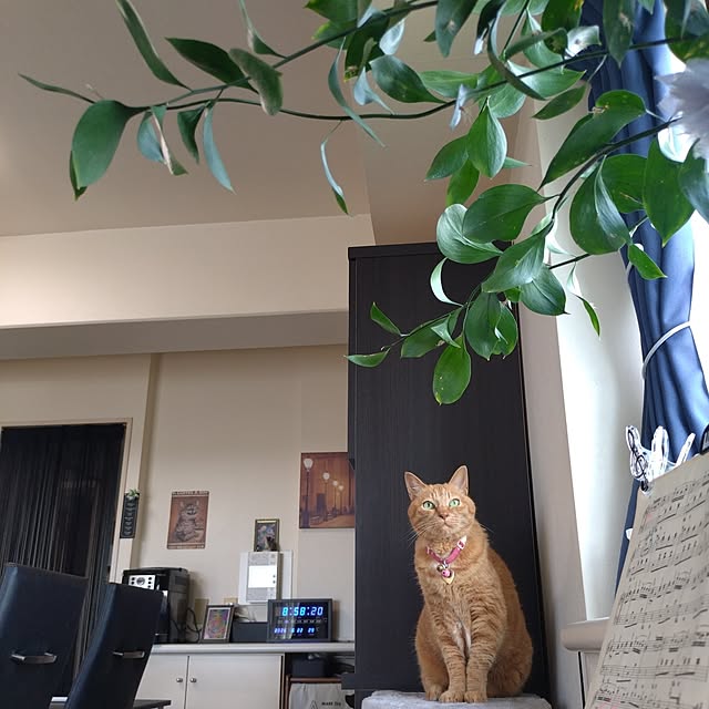 NOAHさんの部屋