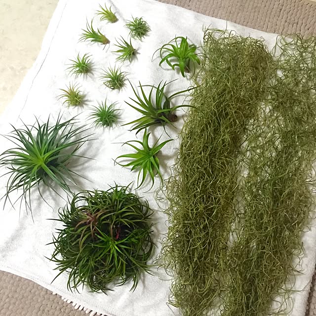 risaponさんの実例写真