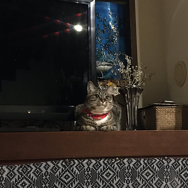 shigimiさんの実例写真