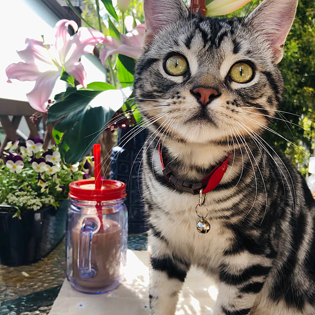 wannwann_dogcafeさんの実例写真