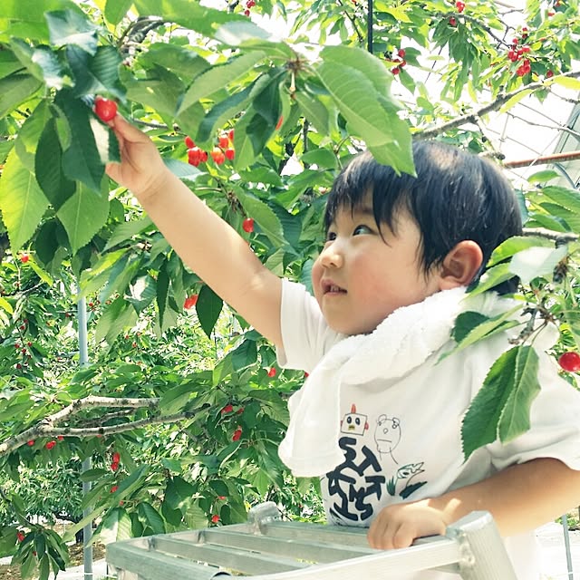 実例写真
