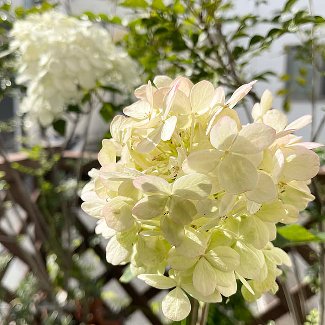 miechuraさんの実例写真