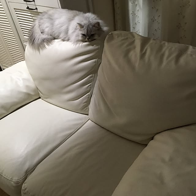 kumaさんの実例写真