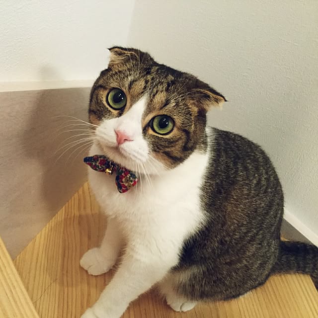 Akariさんの実例写真