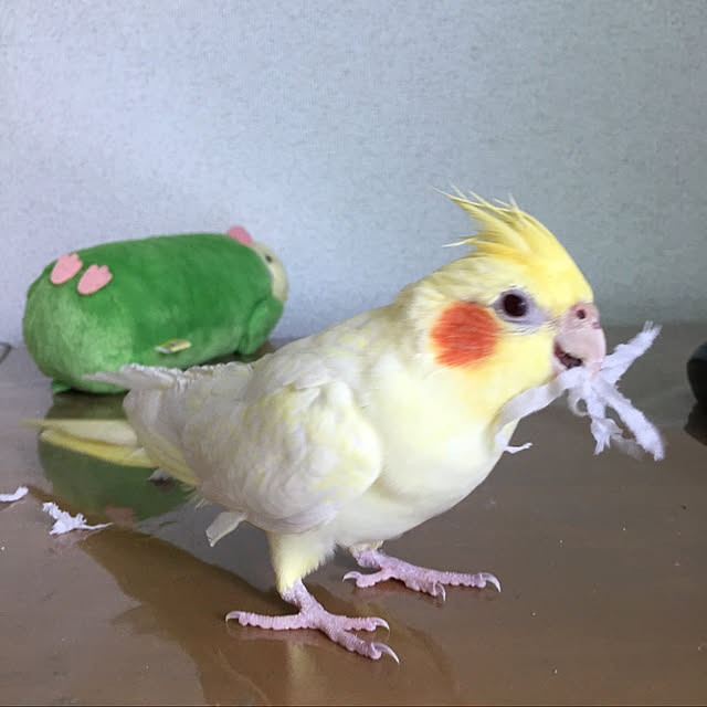 実例写真