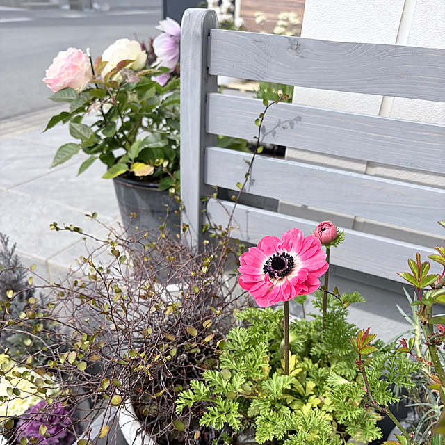 chipsさんの実例写真