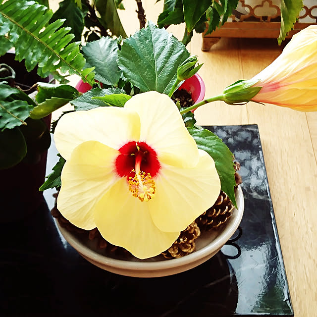 bonobono54さんの実例写真