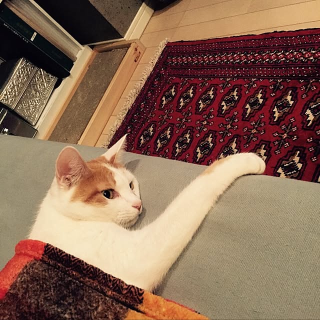 ziziguguさんの実例写真