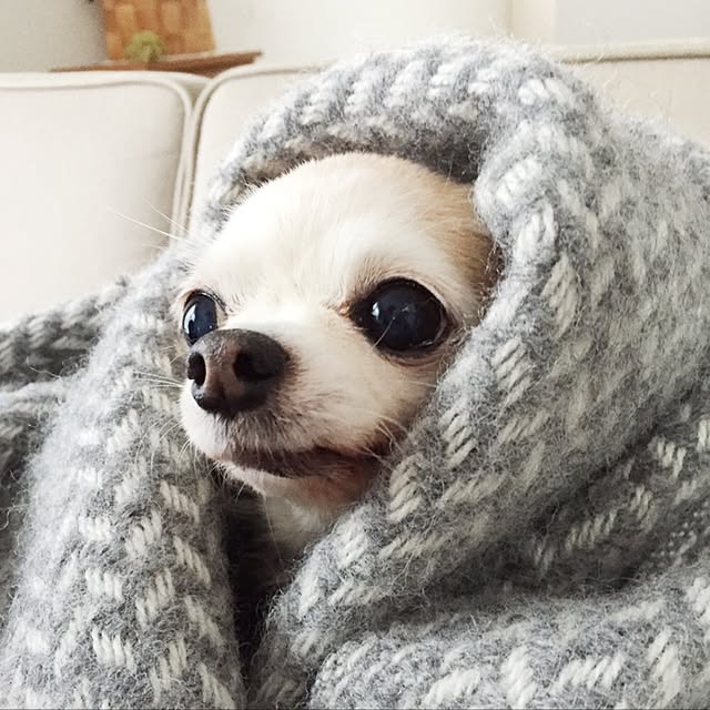 acoさんの実例写真