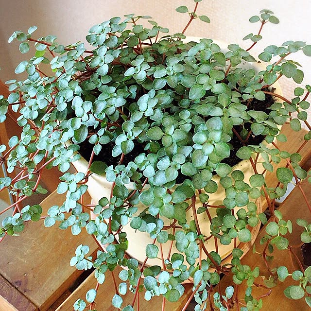 mocoさんの実例写真