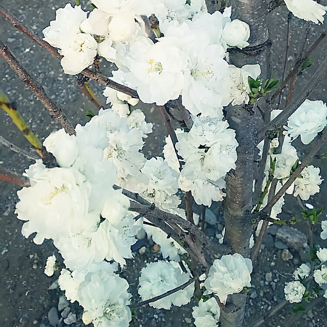 sunflowerさんの実例写真