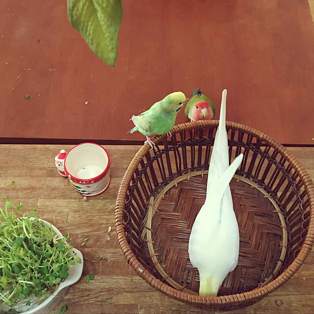 toratanさんの実例写真