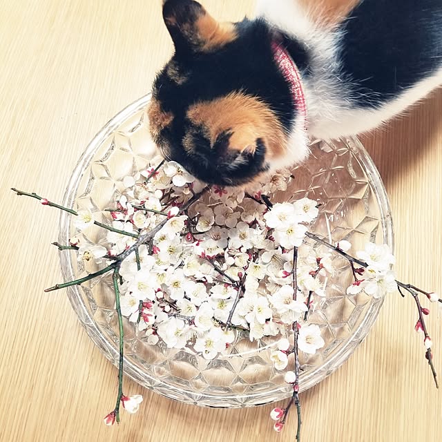 Lucyさんの実例写真