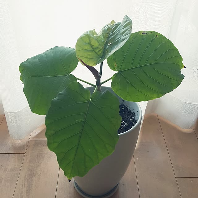 cherryさんの実例写真