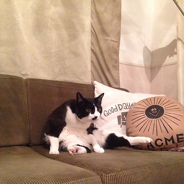 mikasakuさんの実例写真