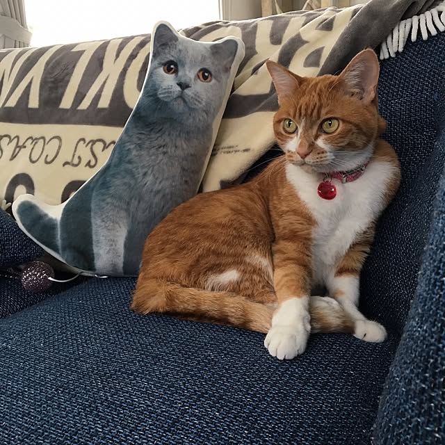 myuuさんの実例写真