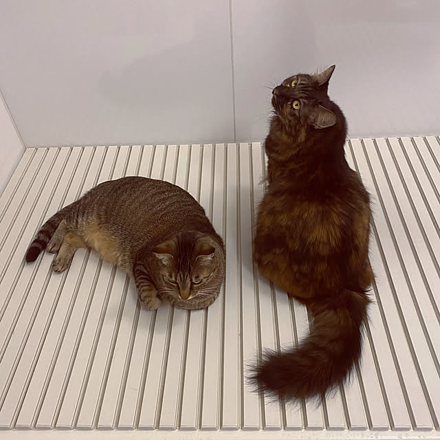 mikomaruさんの実例写真