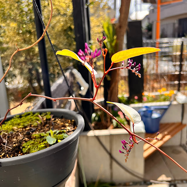 kabooochaさんの部屋